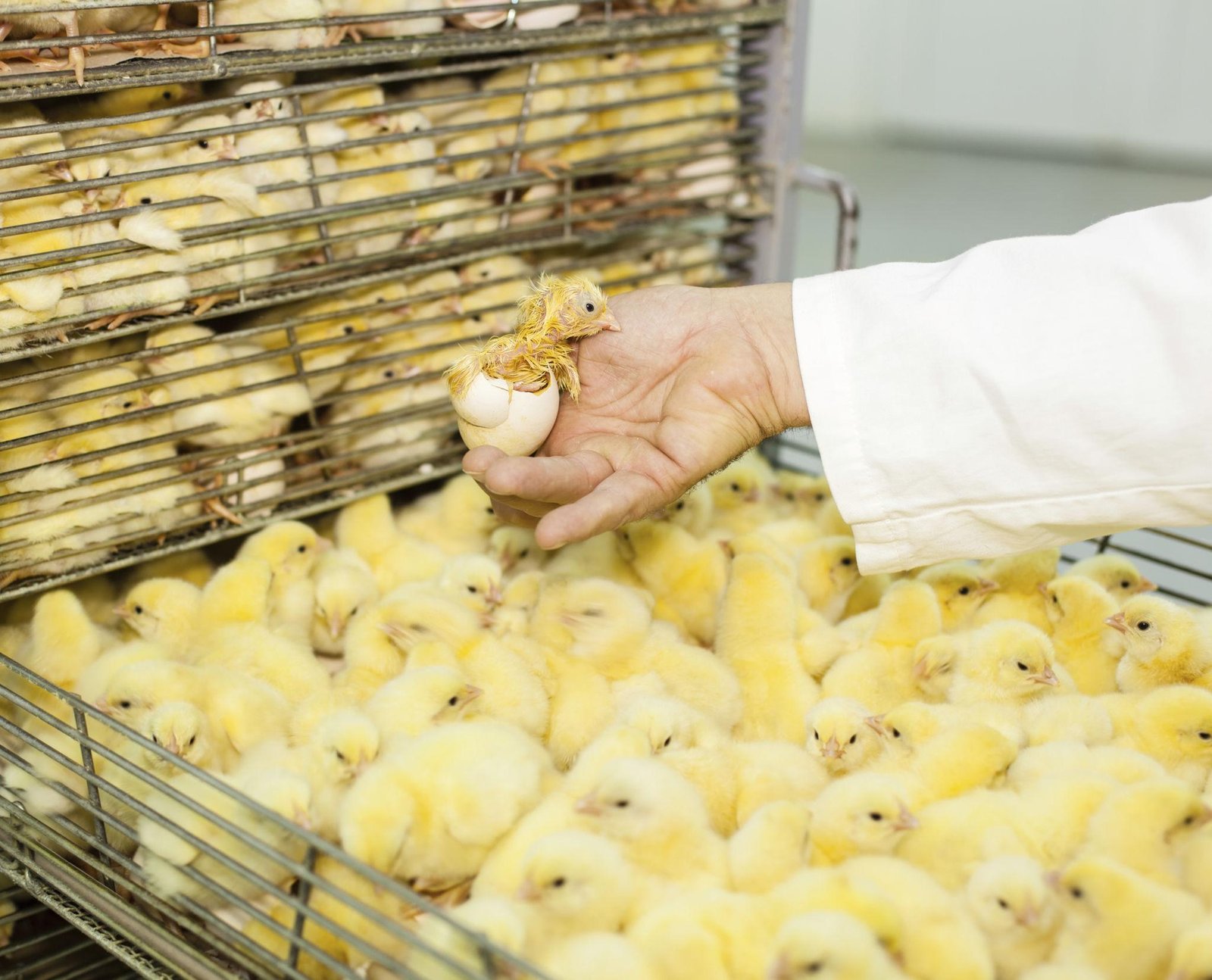 Free Range Farming